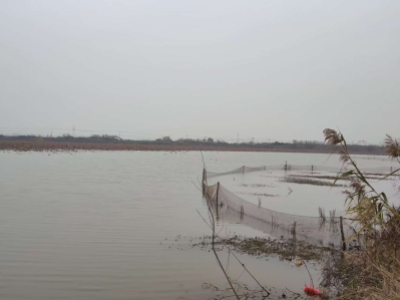 <strong>荊州市荊州區(qū)紅色蔡橋土地股份專業(yè)合作社下</strong>